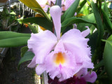 Blc. Dinsmore `Perfection' CCA/SFOS,FCC/AOS Cattleya Orchid Plant DIV #1