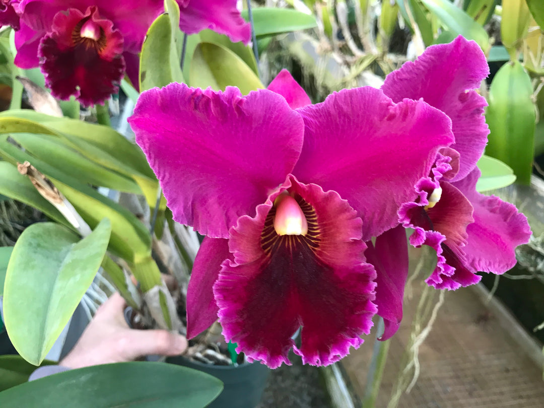 Blc. Eagle Island `Waldor&