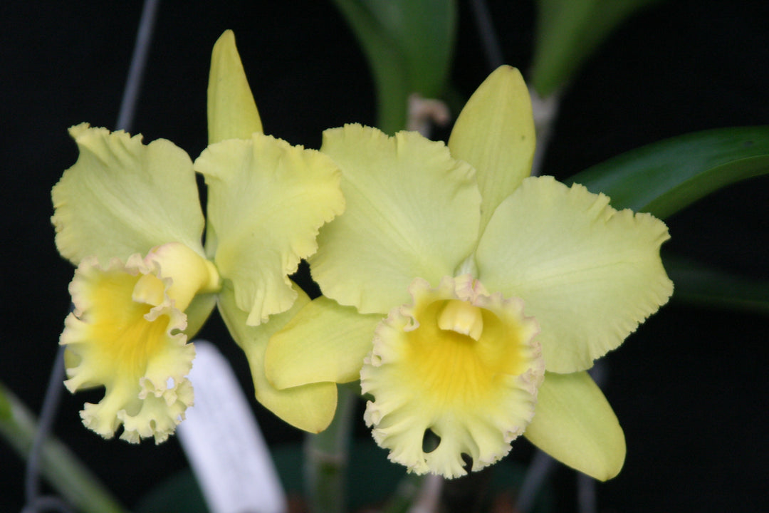 Blc. Erin Kobayeshi `Lahina Gold&