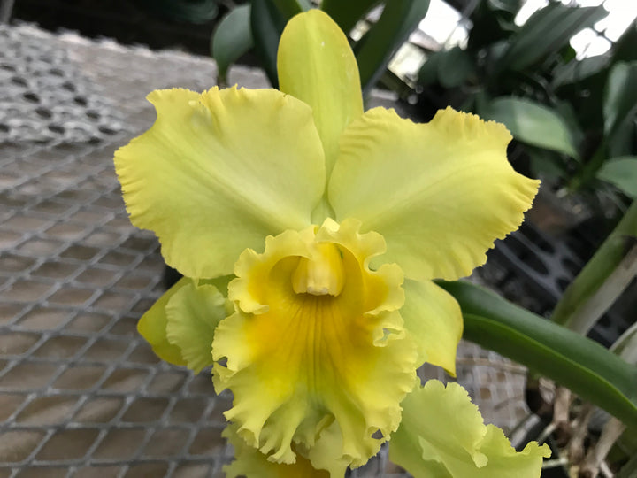 Blc. Erin Kobayeshi `Lahina Gold&