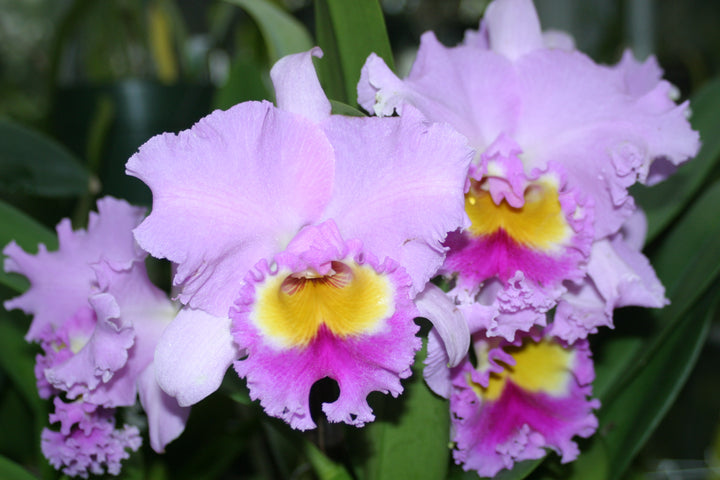 Blc. Fort Lauderdale Show `LC&