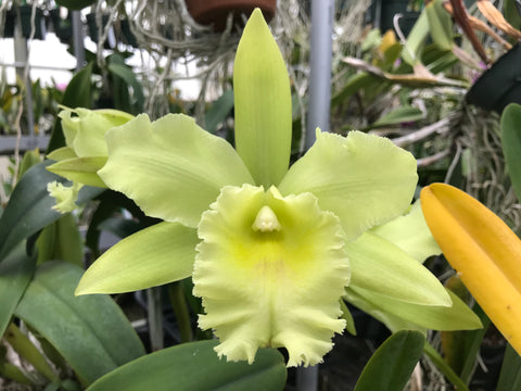 Blc. Fortumate `Sweet Eloquence' AM/AOS Original Division #1 Select Cattleya Orchid Plant