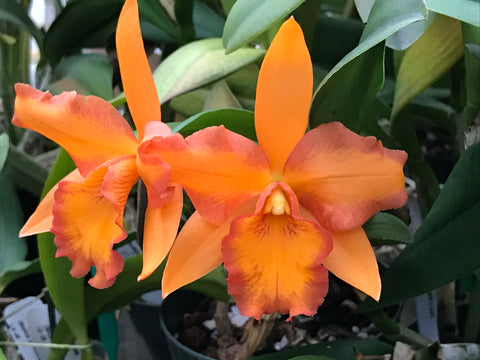 Blc. Fuchs Orange Nuggett `Dave's Picotee' HCC/AOS Div #1 Original Cattleya Orchid Plant