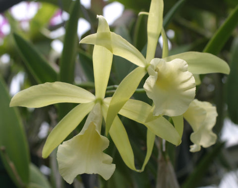 Blc. Gohl Lee `Golden Doll' Div #1 Select Cattleya Orchid Plant
