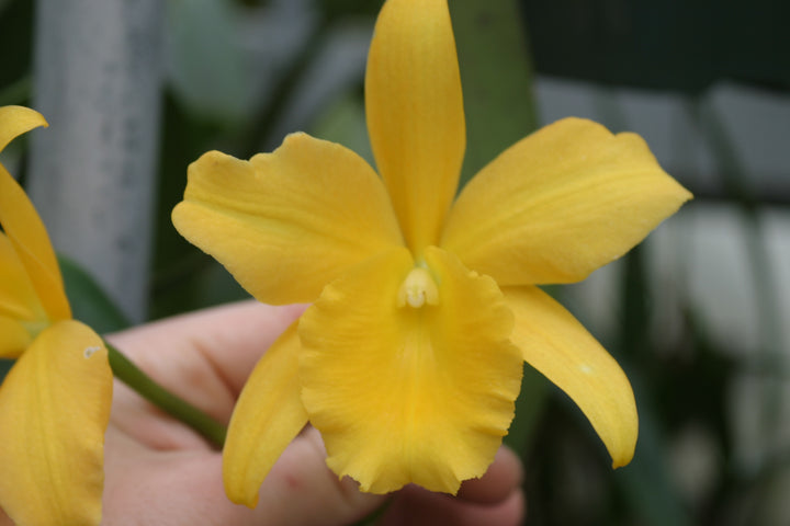 Blc. Golden Angel `Debbie&