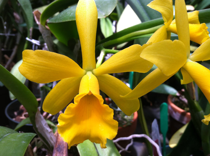 Blc. Golden Tang `Conundrum&