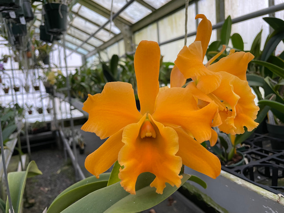Blc. Goldtone `Round Robin&