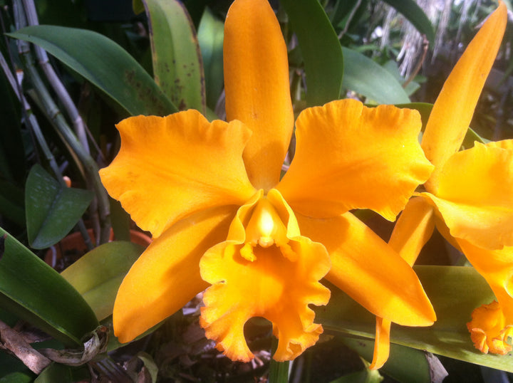 Blc. Goldtone `Round Robin&