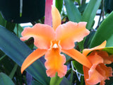 Blc. Gould's Gold `Mem. Jim Wilkins' AM/AOS Div #1 Cattleya Orchid Plant
