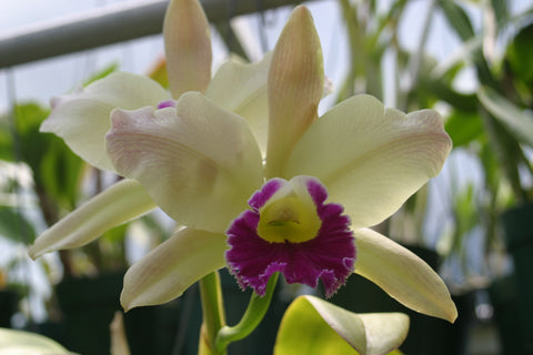 Blc. Greenwich `Killarney' HCC/AOS Cattleya Orchid Plant