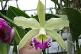 Blc. Greenwich `Shamrock' AM/AOS Cattleya Orchid Plant Original Division
