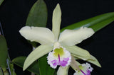 Blc. Greenwich `Shamrock' AM/AOS Cattleya Orchid Plant Original Division