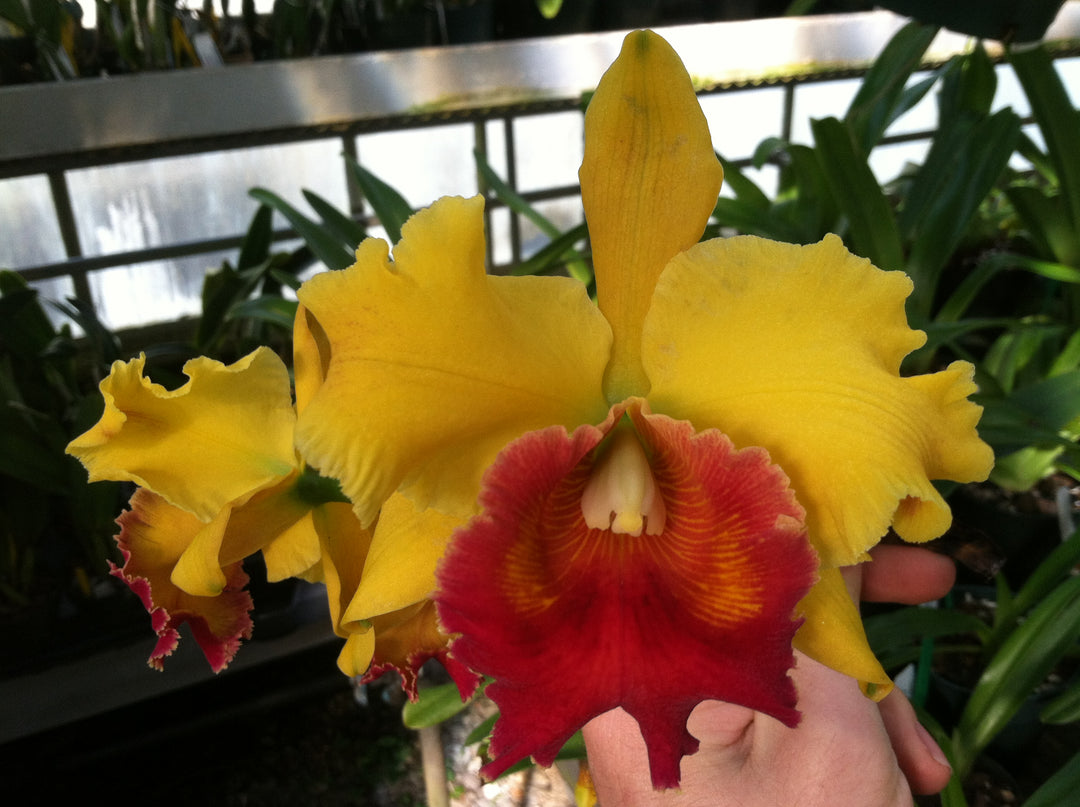 Blc. Haiku Gold `Pauwela&