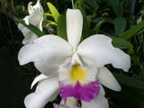 Blc. Hamana Tip `Toshiko' BM/JOGA Division #1 Cattleya Orchid Plant