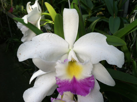Blc. Hamana Tip `Toshiko' BM/JOGA Division #1 Cattleya Orchid Plant