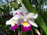 Blc. Hamana Tip `Toshiko' BM/JOGA Division #1 Cattleya Orchid Plant