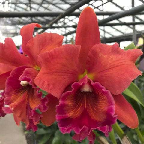 大写字母。 （Carolina Golden D'Or `Lenette #2' AM x Dan O'Neil `Jubilee' HCC）4" 锅