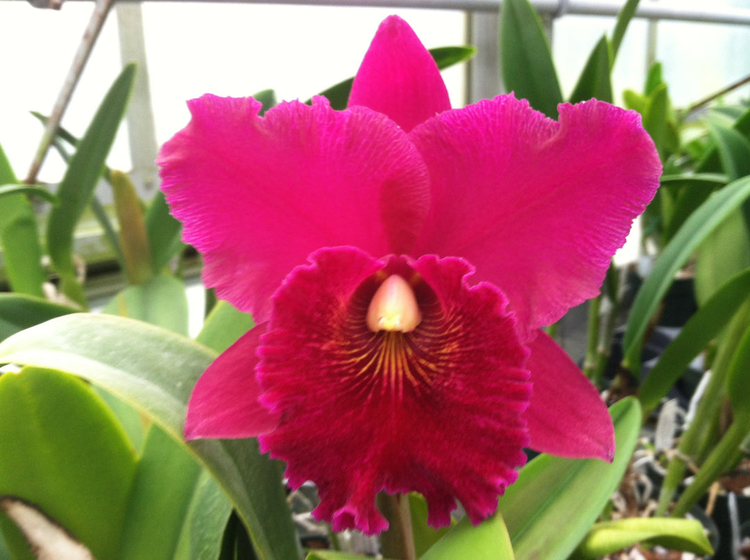 Blc. Leonard Smith `Krull Smith&