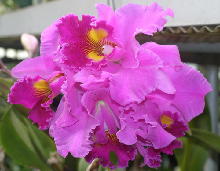 Blc. Mem. Crispin Rosales `Jan Yuan&