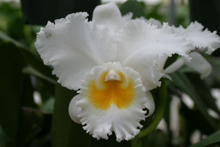 Blc. Mem. Ray McCullough `Tall Oaks&