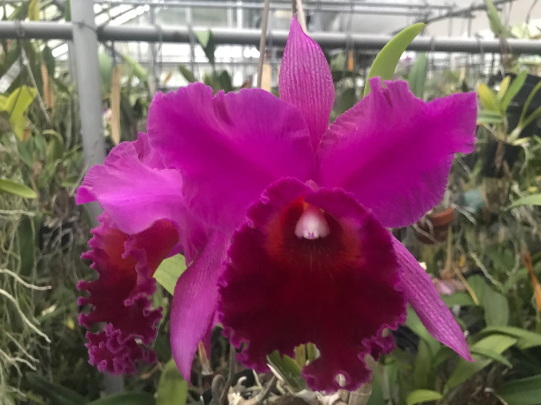 Blc. Michael Crocker `Mendenhall&
