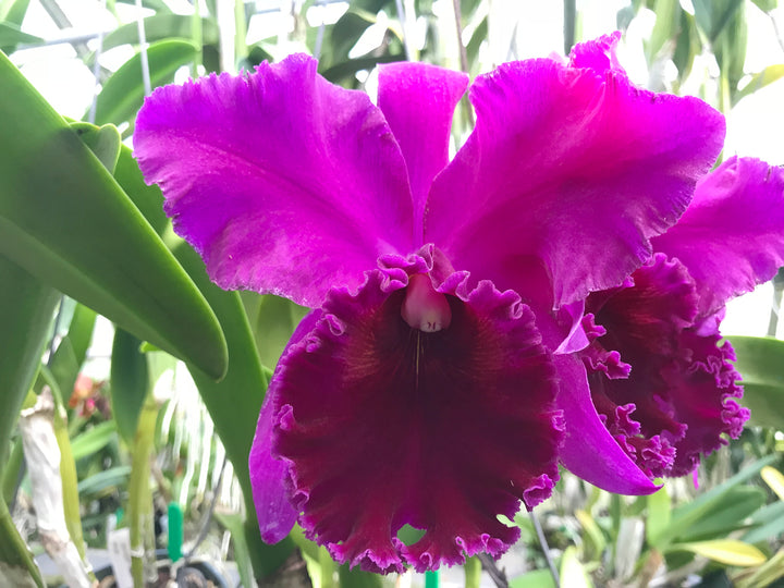 Blc. Michael Crocker `Mendenhall&