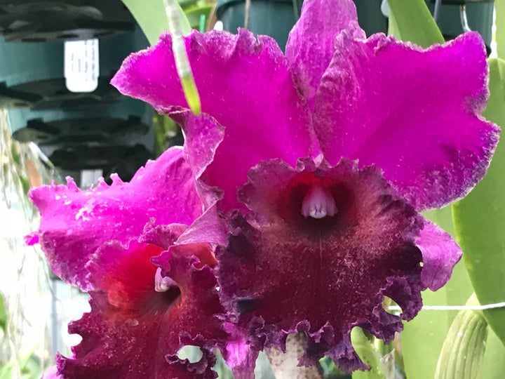 Blc. Michael Crocker `Mendenhall&