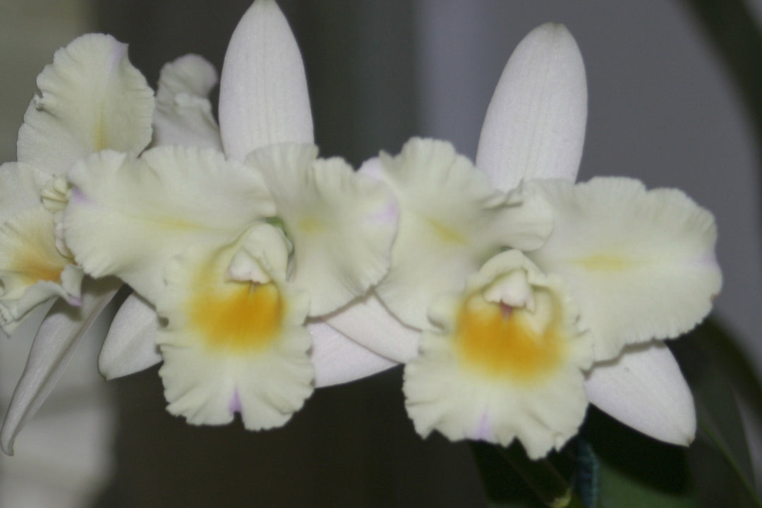 Blc. Momilani Rainbow `Angelica&