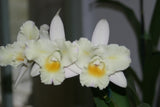 Blc. Momilani Rainbow `Angelica' HCC/AOS Original Div #2 Select Cattleya Orchid Plant