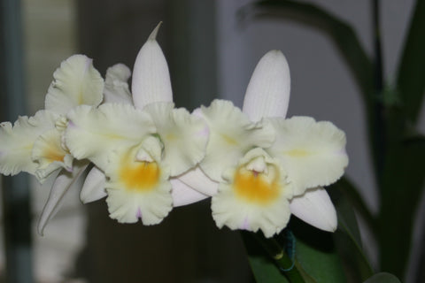 Blc. Momilani Rainbow `Angelica' HCC/AOS Original Div #2 Select Cattleya Orchid Plant