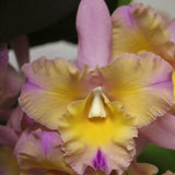 Blc. Momilani Rainbow `Elizabeth Off' Select 4" Pot