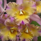 Blc. Momilani Rainbow `Elizabeth Off' Select 4" Pot
