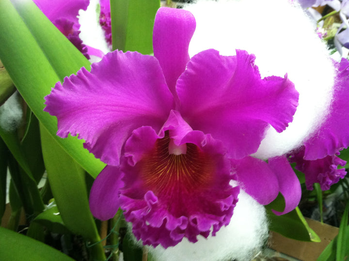 Blc. (Chomthong Fancy x Norman&