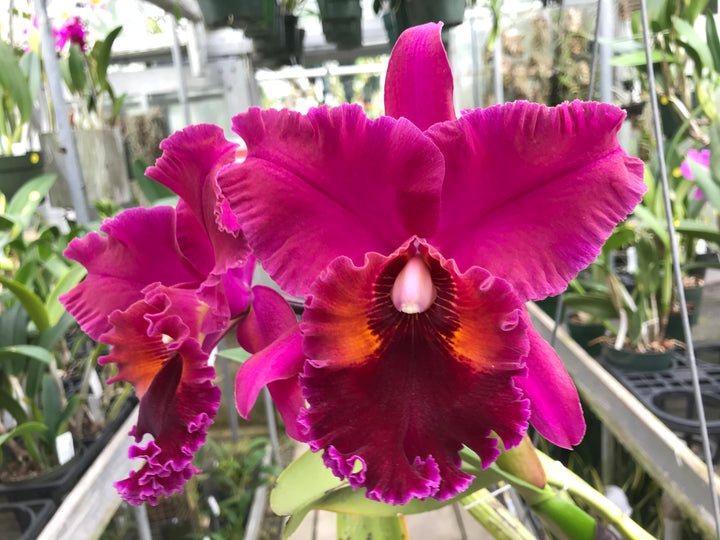 Blc. (C. bowringiana x Oconee) Cattleya 2.5" Pot