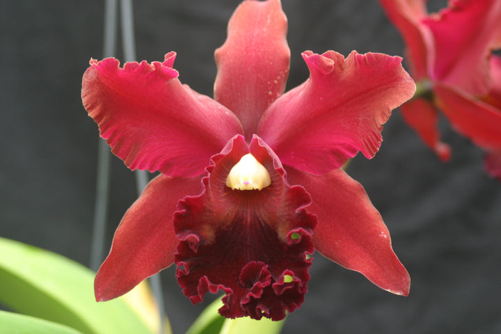 Blc. Port Royal Sound `Night Rider&
