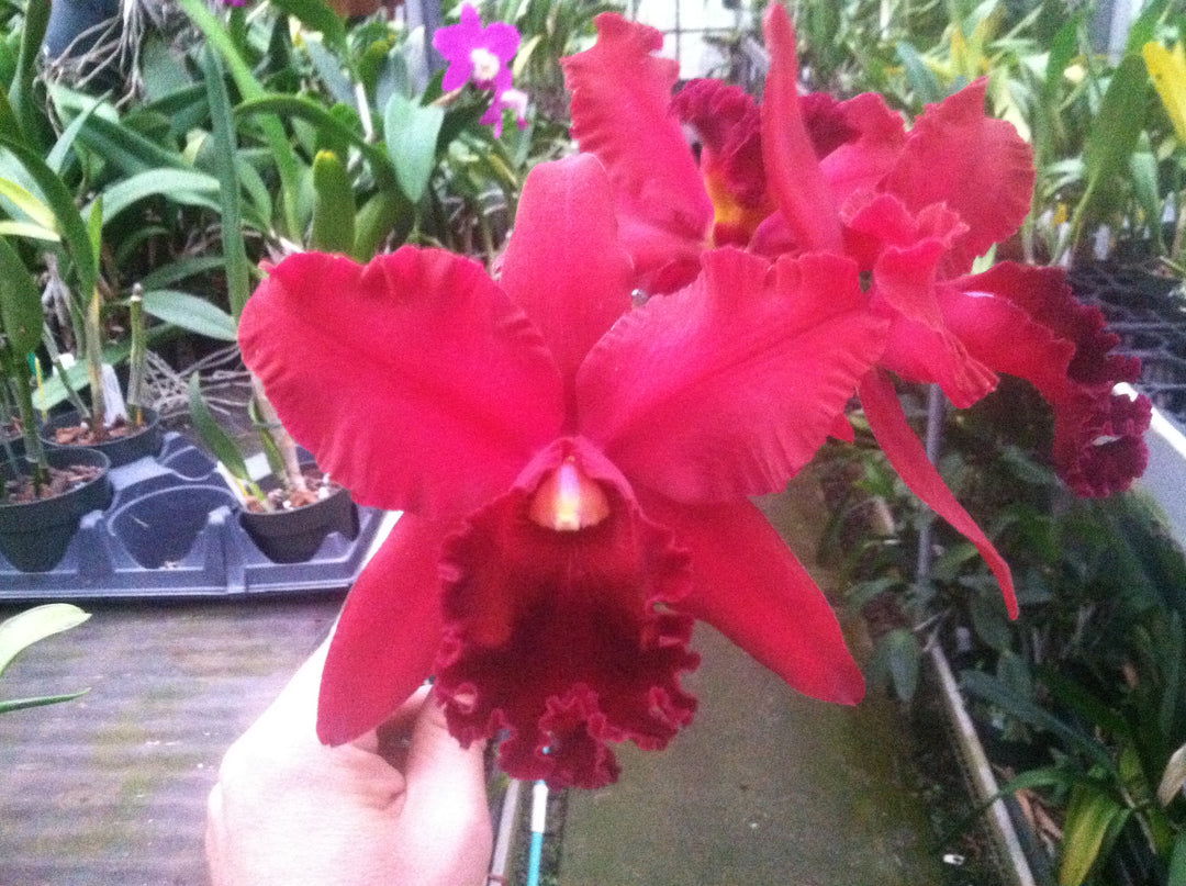 Blc. Port Royal Sound `Mary Ellen&
