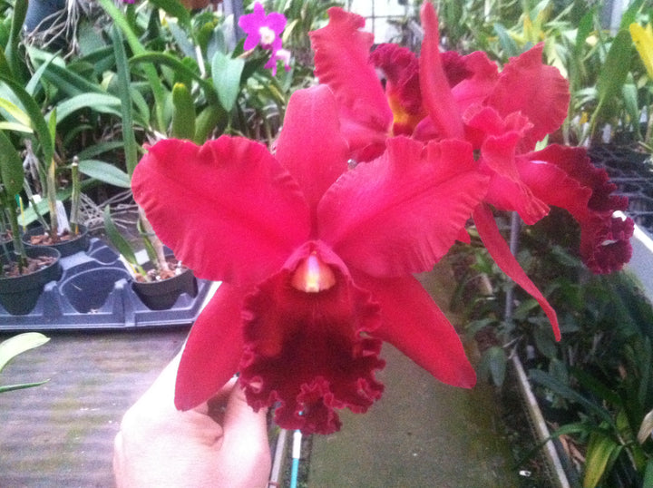 Blc. Port Royal Sound `Mary Ellen&