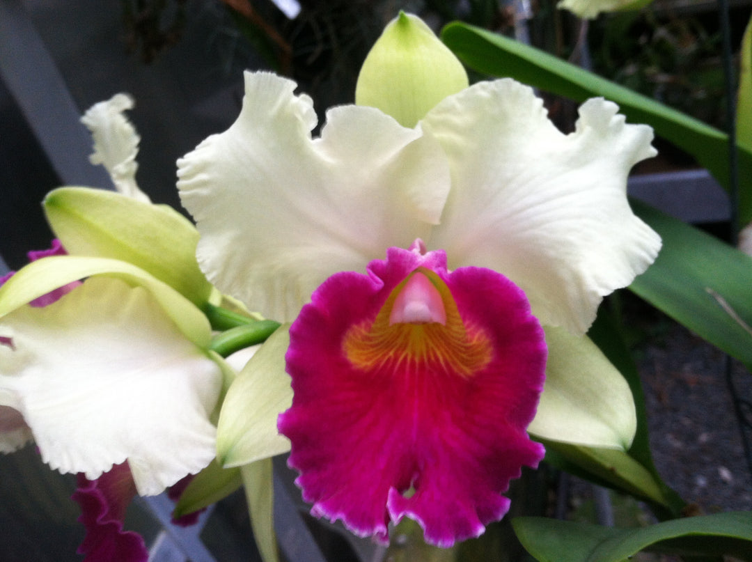 Blc. Sedona&