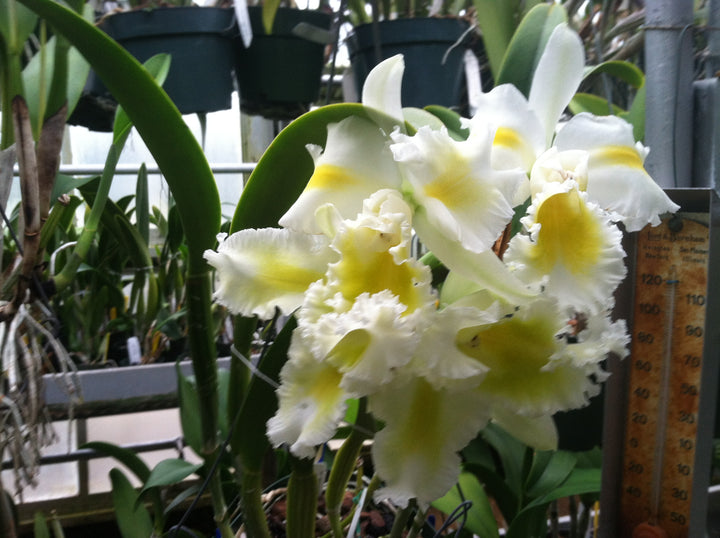 Blc. Silk Slippers `Royal Wedding&