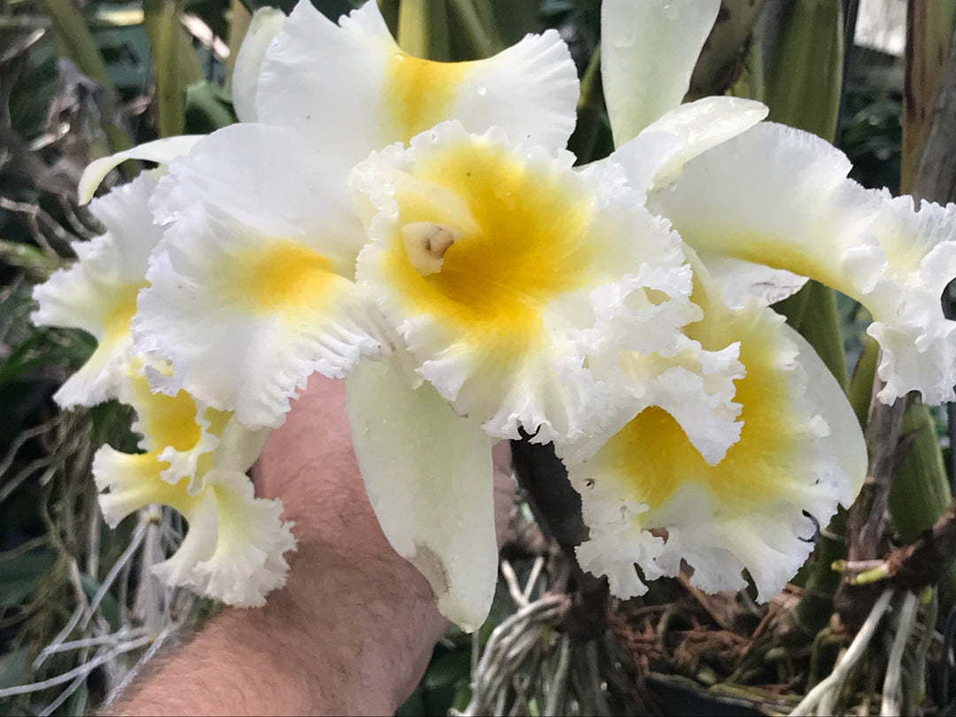 Blc. Silk Slippers `Royal Wedding&