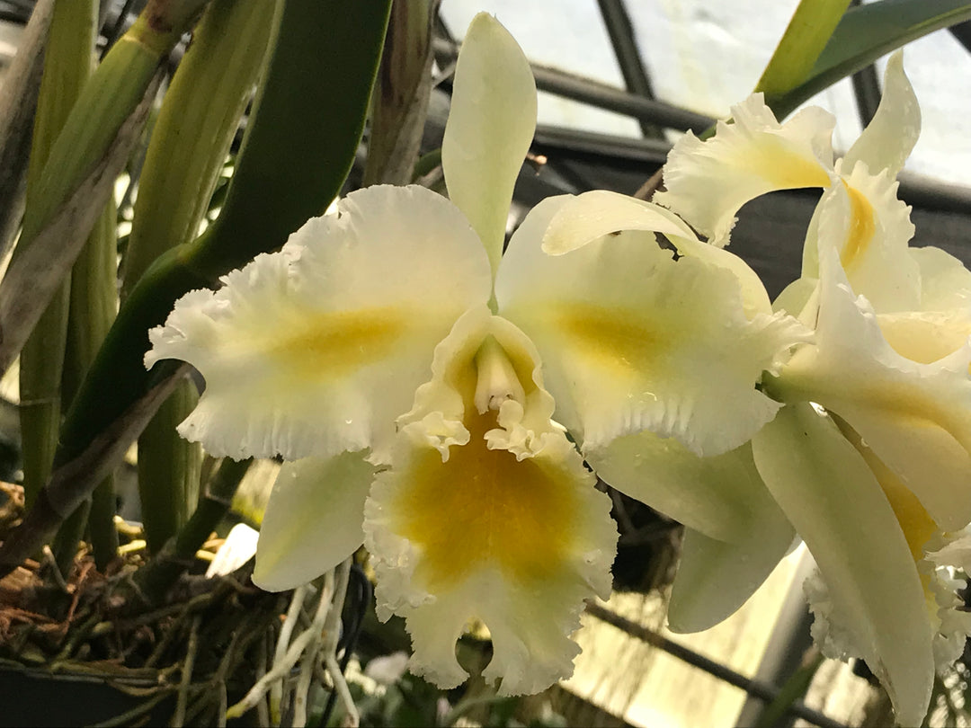 Blc. Silk Slippers `Royal Wedding&