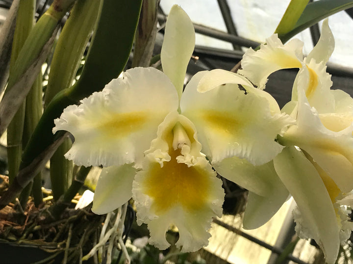 Blc. Silk Slippers `Royal Wedding&