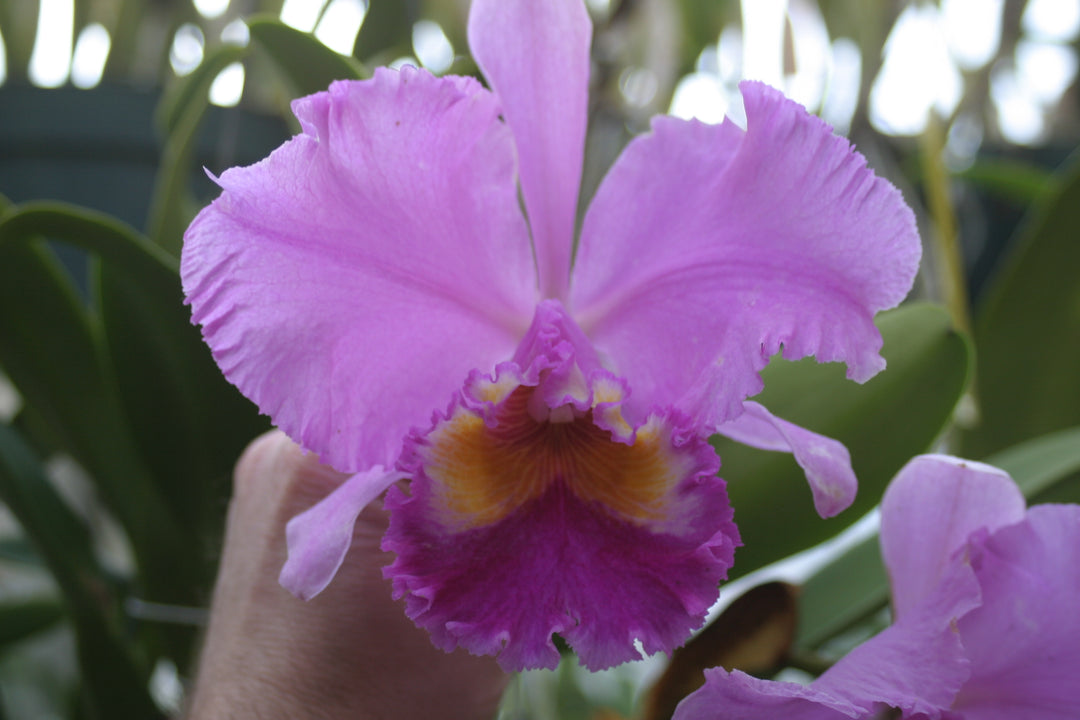 Blc. Sylvia Fry `Supreme&