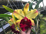 Blc. Toshie Aoki `Robin' HCC/AOS Select Cattleya Orchid Plant