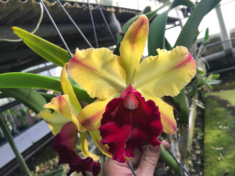 Blc. Toshie Aoki `Robin' HCC/AOS Select Cattleya Orchid Plant