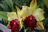 Blc. Toshie Aoki `Robin' HCC/AOS Select Cattleya Orchid Plant