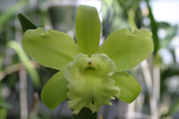 Blc. Vermonts Green Mountains `