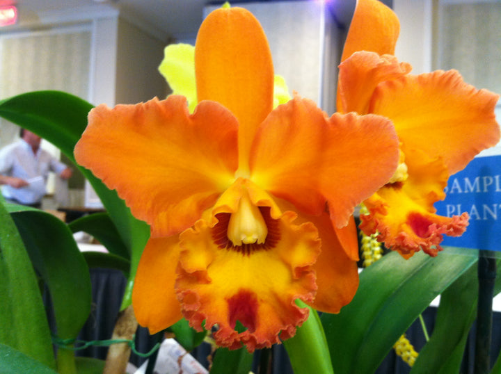 Blc. (Monthatip Belle x Waianae King) 2.5" Pot