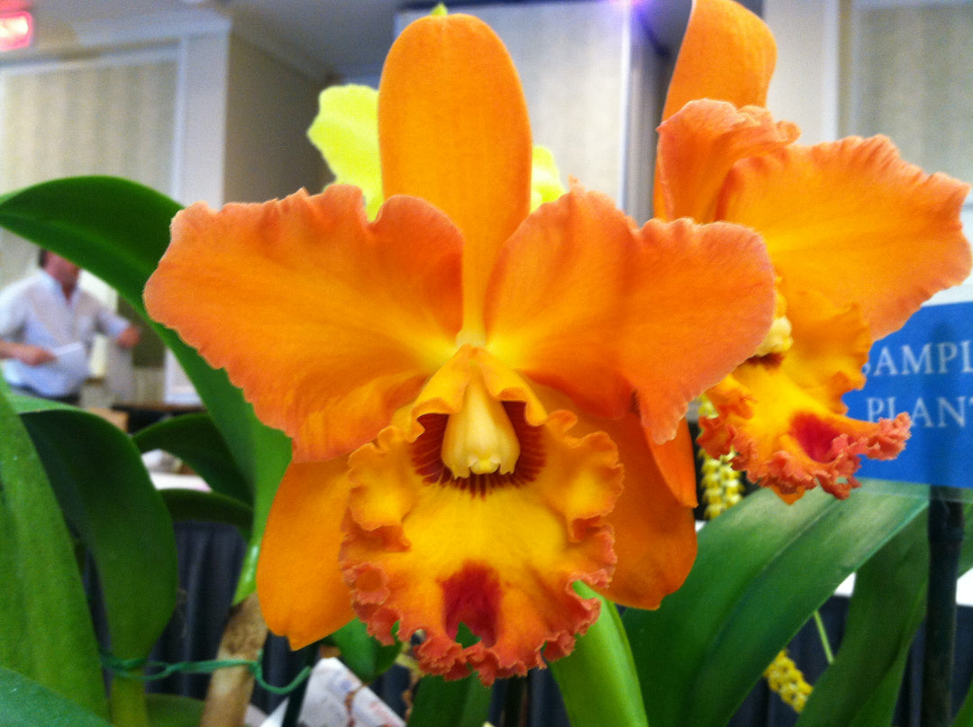 Blc. Waianae King `Kosaki&
