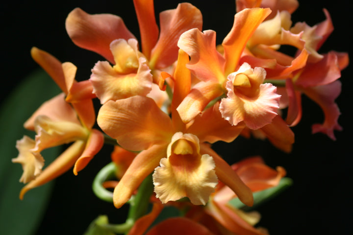 Blc. Western Princess `Waldor&
